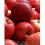 Реализуем зимние сорта яблок Симиренка, Айдарет,Джонаголд, Флорина фото