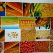Семяна кукурузы фото