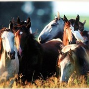 Пользование крытым манежем для лошадей фото