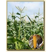 Семена кукурузы брусница фото