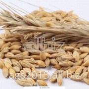 Пшеница яровая 3 класс фото