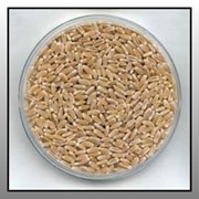 Крупы пшеничные фотография