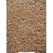 Техническая пшеница 2, 3, 5 (корма) класса SPECIFICATION WHEAT 2, 3, 5 (feed) grade фотография