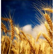 Озима пшениця Традиція, Супер еліта фото