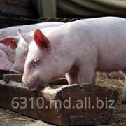 Комбикорма для свиней в Молдове фото