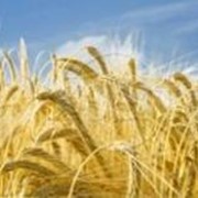 Семена озимой пшеницы Мулан фотография
