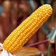 Гибрид кукурузы ДКС-2949
