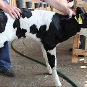 Кормовая добавка для оптимизации процессов пищеварения у сельскохозяйственных животных и птиц Бутирекс С4 фото