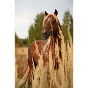 Лошадь Русский тяжеловоз фото