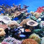 Жестко-коралловый аквариум фотография