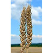 Пшеница озимая Повелия Лютесценс Безостая