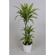 Драцена душистая (деремская) Лимон Лайм -- dracaena fragrans deremensis Lemon Lime фото