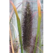 Пеннисетум лисохвостовый “Хамелн“ Pennisetum alopecuroides “Hameln“ фотография
