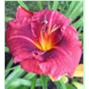Лилейник мелкоцветковый - Алпин Мист фото