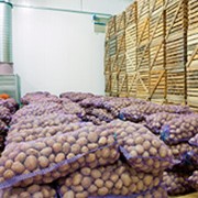 Проектирование Картофелехранилища для партий урожая, хранящегося по отдельным ячейкам в штабелируемом контейнере фото