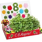 Тюльпаны Живая открытка Happy Plant наборы для выращивания фотография