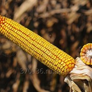 Семена кукурузы Краснодарский 194 МВ, СКАП 201, РОСС 130 МВ и др. фото