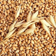 Пшеница на экспорт, grâu, wheat, продам пшеницу фото