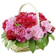 Цветочные корзины розовые грезы фотография