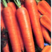 Морковь сорт Наполи F1 фото