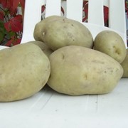 Невский Картофель Характеристика Фото