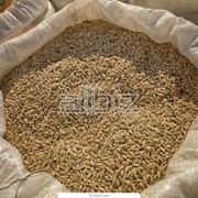 Пшеница первого класса фото
