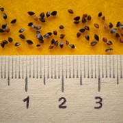 Семена щавеля фото