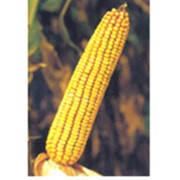 Семена кукурузы ЗПСК 704 фото