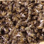Алтайский пчелиный подмор