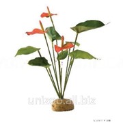 Террариумное растение Hagen Exo Terra Anthurium Bush фотография