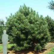 Сосна Черная Pinus nigra Oregon Green soliter 50-60 C12 фотография