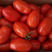 Семена томатов новинка приднистровья фото