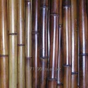Бамбукові стовбури (стволи) фото