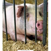 Разведение свиней