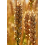 Семена пшеницы мягкой озимой, сорт Безостая 100