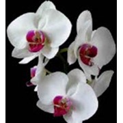 Орхидеи фотография