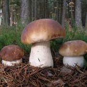 Белый гриб класс 1 фото