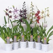 Орхидея Камбрия микс -- Cambria mixed фотография