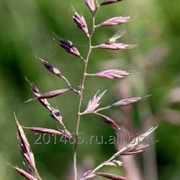 Семена овсяницы луговой “Новосибирская 21“ (ОС СЭ) фото