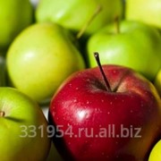 Сербские яблоки фотография