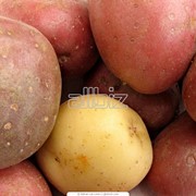 Картофель продовольственный фото
