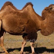 Верблюды одногорбые фотография