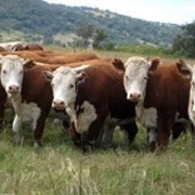 Скот крупный рогатый мясной.Казахстан фото