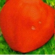 Семена томата высокорослого Бычье сердце красного фото