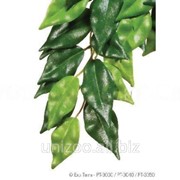 Террариумное растение Hagen Exo Terra FICUS (S)