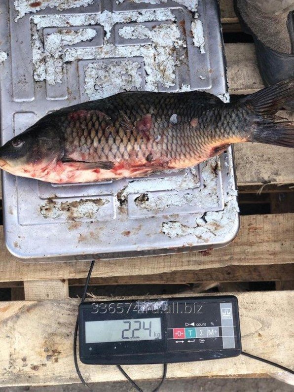 Сазан на прозрачном фоне. Сазан в магазине. Жерех. Сазан 1 кг. Сазан 8,2 кг.