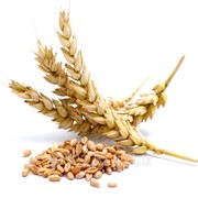 Пшеница, 3, 4, 5 класс, Костанай, Казахстан фото