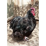 Куры Черный орпингтон, цыплята суточные, подрощенные, яйца инкубационные фото