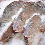 Сазан с/м крупный фото