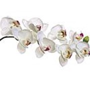 Орхидея белая 85 см (12) (00001600) фотография